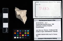 Foto (Objekt + Etikett) von Goniodromites bidentatus (Reuss, 1858)  (NHMW-GEO-2014-0194-0183)